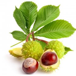 Alternative view of КЕСТЕН