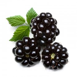 Alternative view of КУПИНА ПАКОВАЊЕ