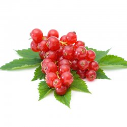 Alternative view of РИБИЗЛА