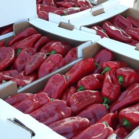 Паприка и парадајз најпродаванији производи на Велетржници Београд